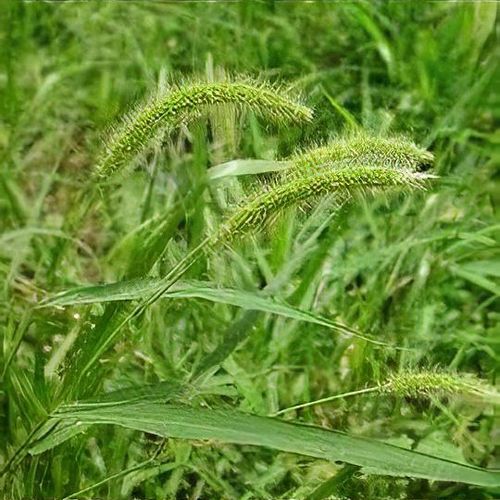 Setaria viridis